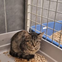 ELWE, chatte à adopter