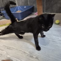 JANINE (réservée), chatte à adopter