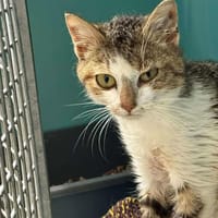 LILAS, chatte à adopter
