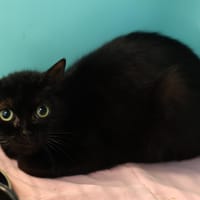 EMAUT, chatte à adopter