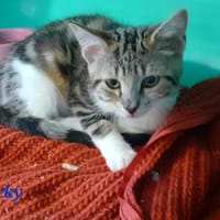Jacky, chat à adopter