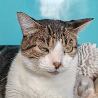 POMPON, chat à adopter