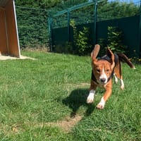 BIDULE, chien à adopter