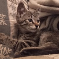 PRICHTY        ct, chat à adopter