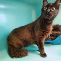 GIROLLE QCT, chatte à adopter