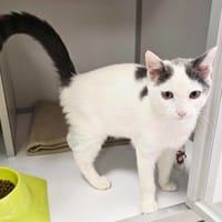 SMOKY, chat à adopter