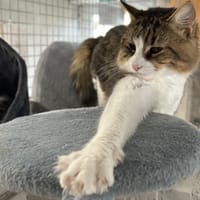 PAW, chat à adopter