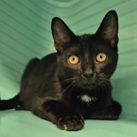 fripouille, chat à adopter