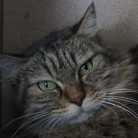 MIRABELLE, chatte à adopter