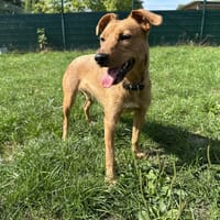 MAYA, chienne à adopter