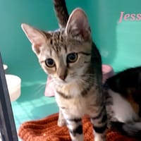 Jessie, chatte à adopter