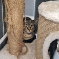 ARANWE, chatte à adopter