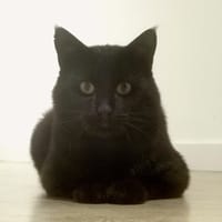 KUROW, chat à adopter