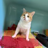FILOU, chat à adopter