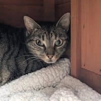 FLEUR, chatte à adopter