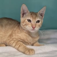 zéphir, chat à adopter