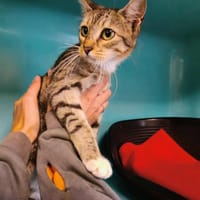 PSILOCYBE QCT, chatte à adopter