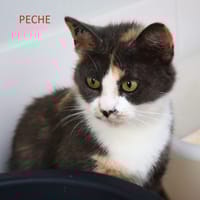 PECHE, chatte à adopter