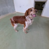 PACHA, chien à adopter