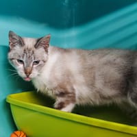 PRINCESSE, chatte à adopter