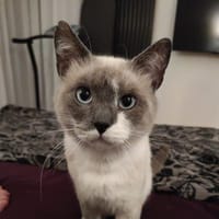 Prince Pompom, chat à adopter