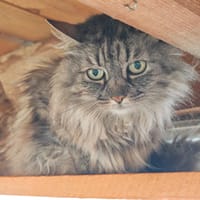 LAIDY, chatte à adopter