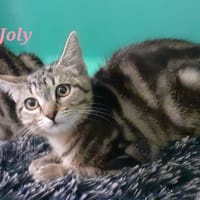 Joly, chatte à adopter