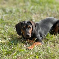 ALANA, chienne à adopter
