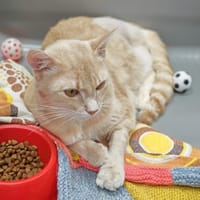 SALSIFI, chat à adopter
