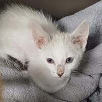 HARIBO       CT, chat à adopter
