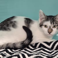 pitchou, chat à adopter