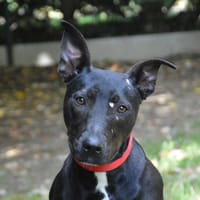 LAURIN DIT VICKY CHAO 12800, chienne à adopter