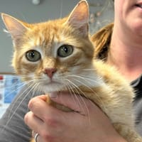 ROUSSETTE, chatte à adopter