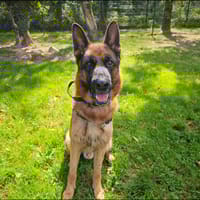 ALPHA PAA23012, chien à adopter