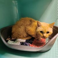 MORILLE QCT, chat à adopter