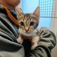 TROMPETTE QCT (réservée), chatte à adopter