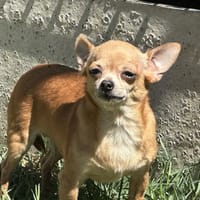 Chippy, chienne à adopter