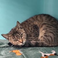 Tigra, chatte à adopter