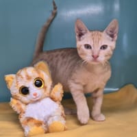 crevette, chatte à adopter