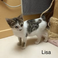 Lisa, chatte à adopter