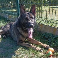 Urhan, chien à adopter