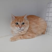 KEPOP, chatte à adopter