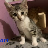 Bart, chat à adopter