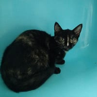 KATE, chatte à adopter