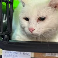 YETI, chat à adopter