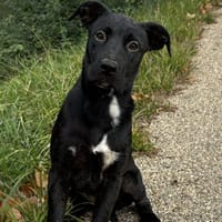 Spotty, chienne à adopter