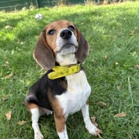 SIANNA, chienne à adopter