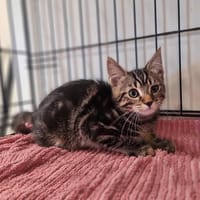 ALDO, chat à adopter