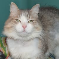 Elena Cab4521, chatte à adopter