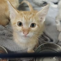 FIFI      CT, chat à adopter